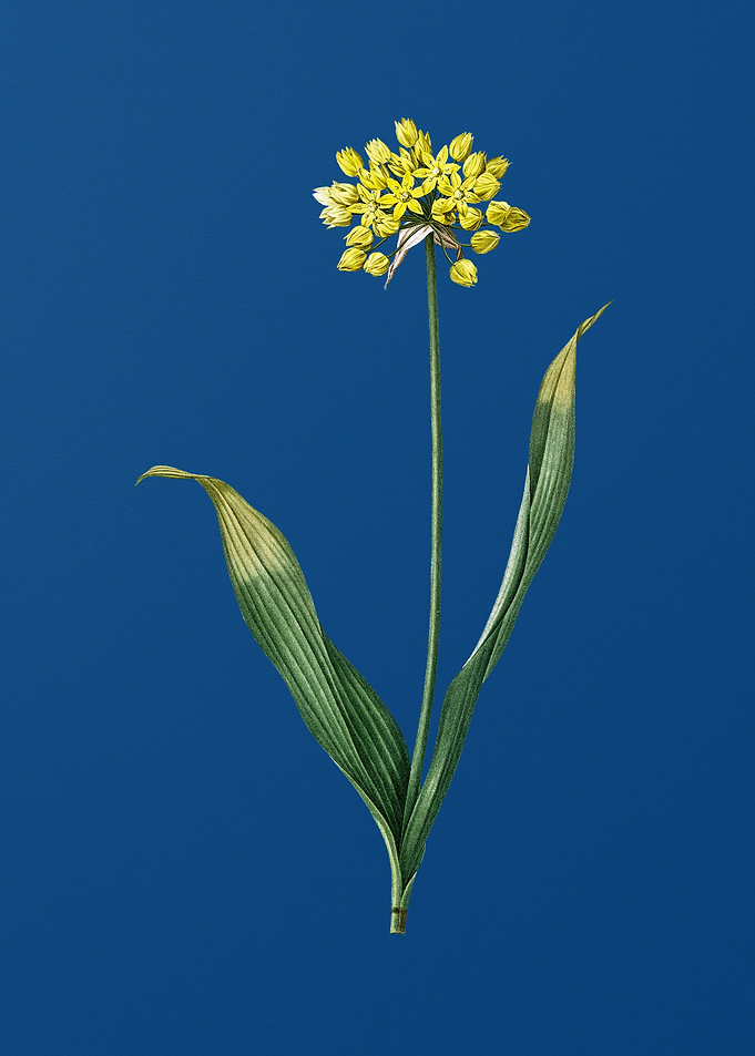 Golden Garlic on Blue