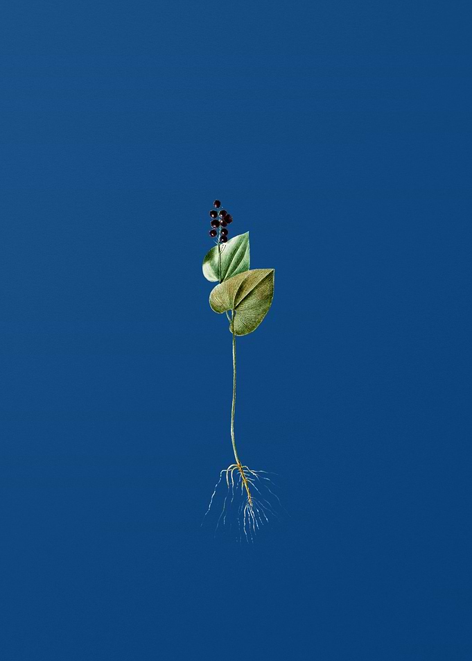 Mayanthemum on Blue