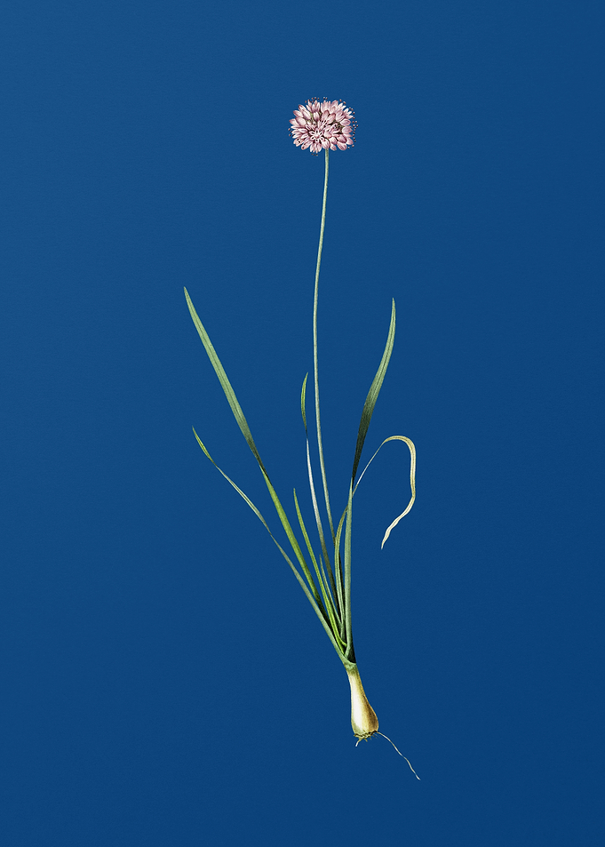Mouse Garlic on Blue