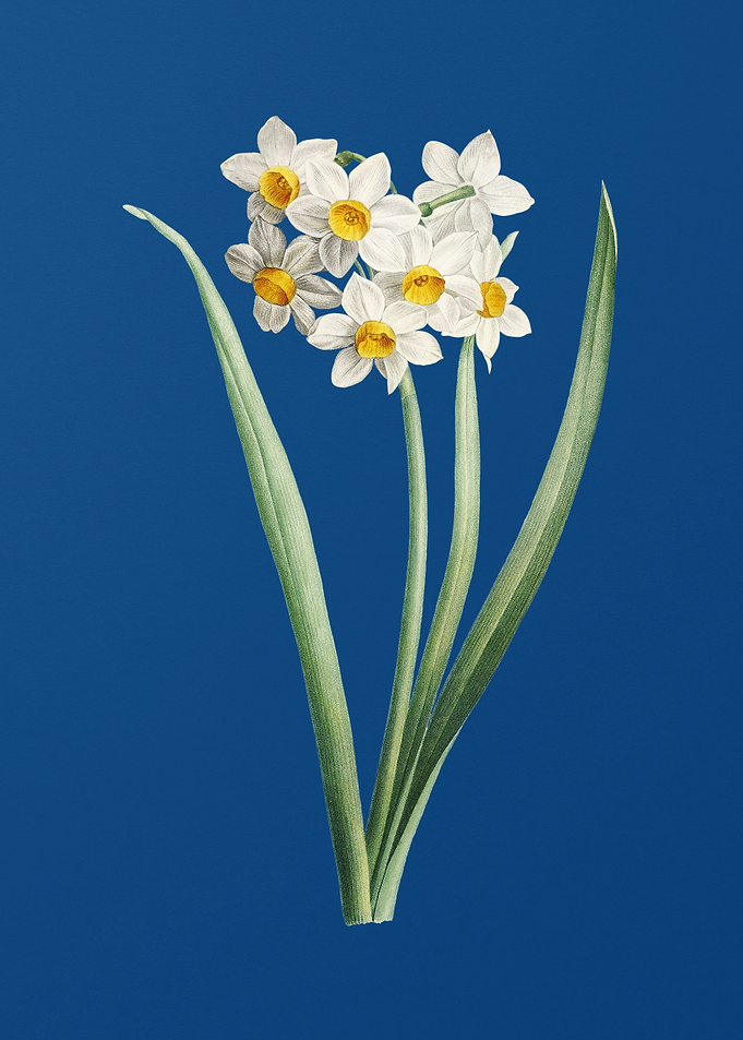 Narcissus Easter Flower