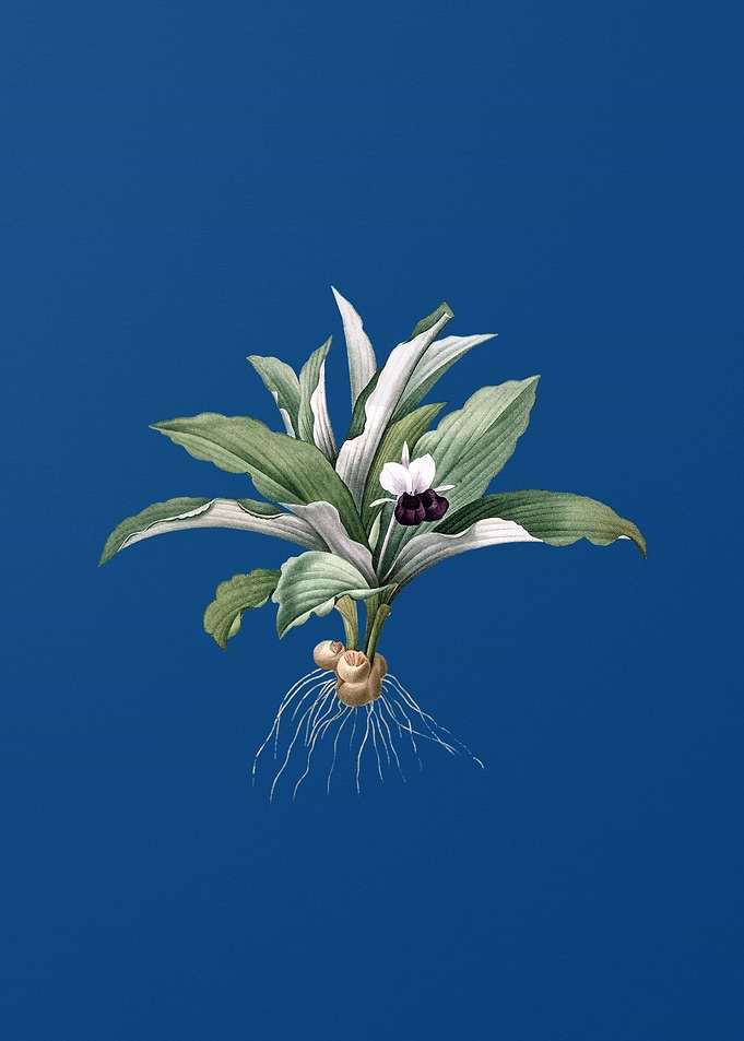Kaempferia Angustifolia