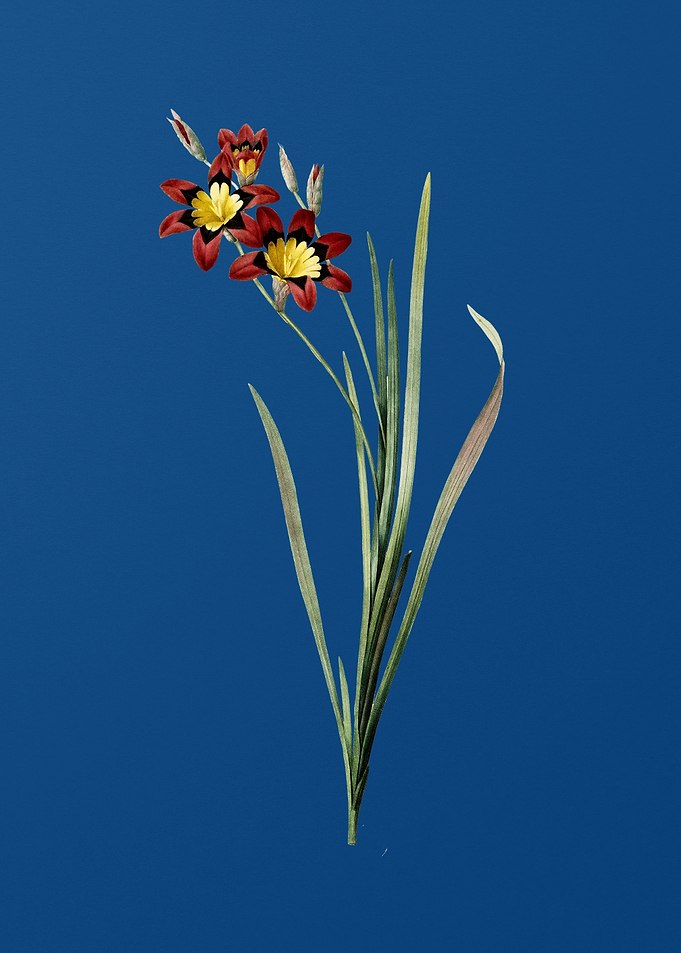 Ixia Tricolor on Blue