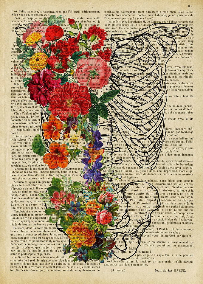 Rib Cage Skeleton spine