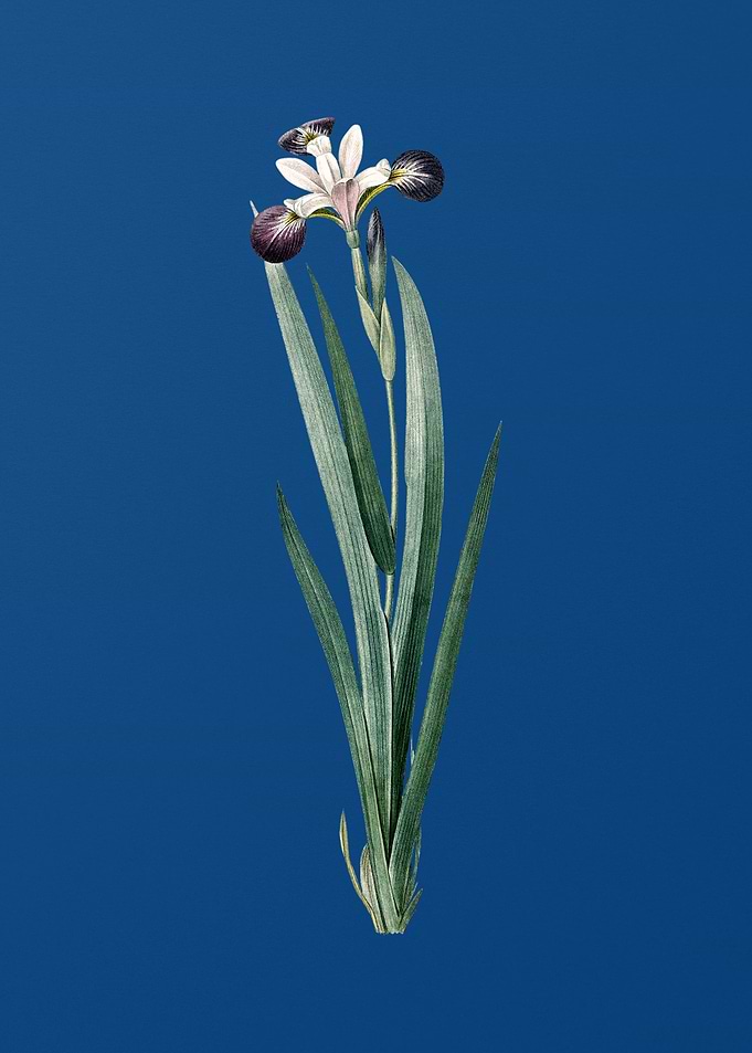 Harlequin Blueflag on Blue