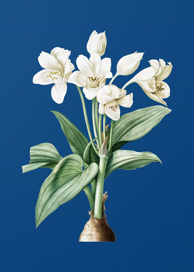 Crinum Giganteum on Blue
