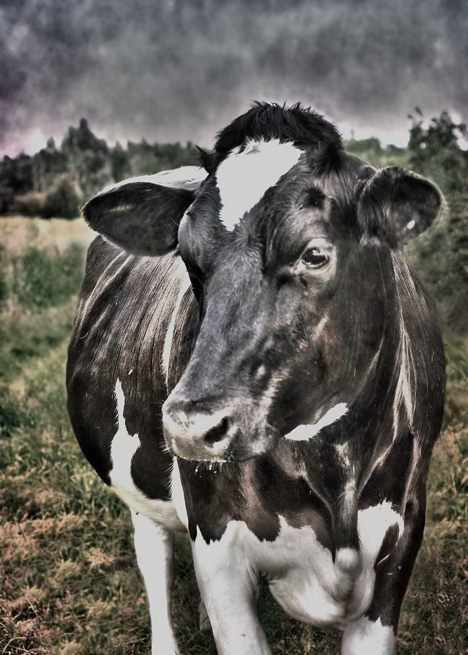 Cow