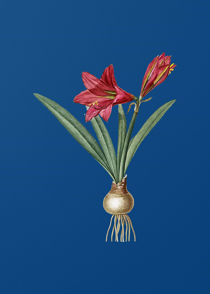 Hippeastrum on Blue