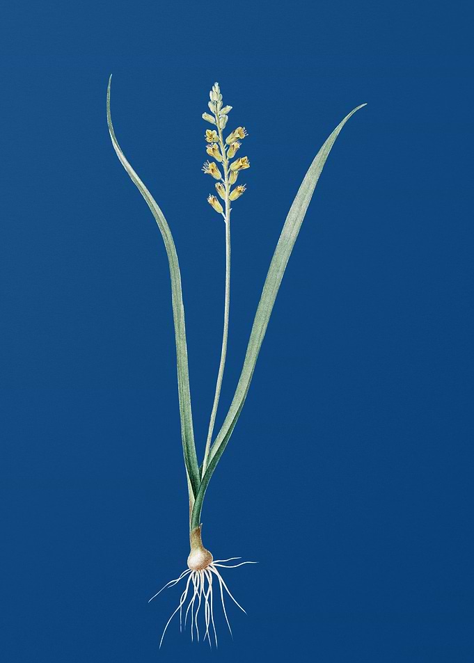 Lachenalia Pallida on Blue