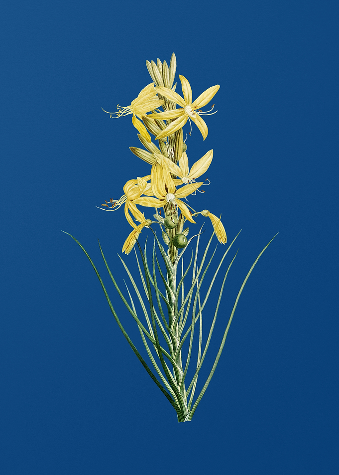 Blooming Yellow Asphodel