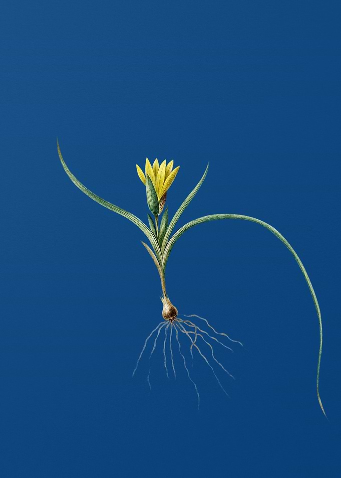 Ixia Recurva on Blue