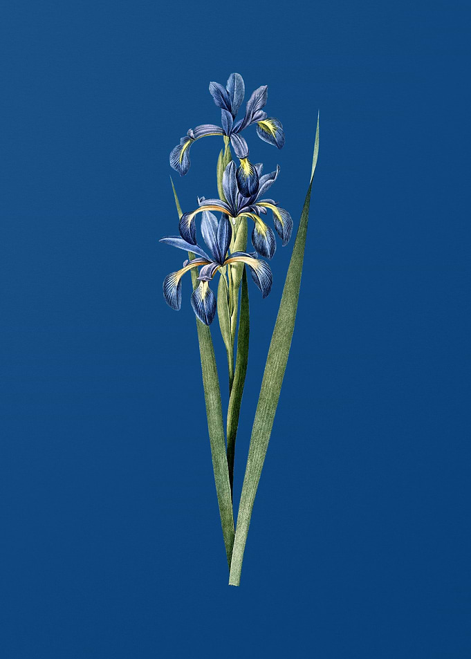 Vintage Blue Iris on Blue