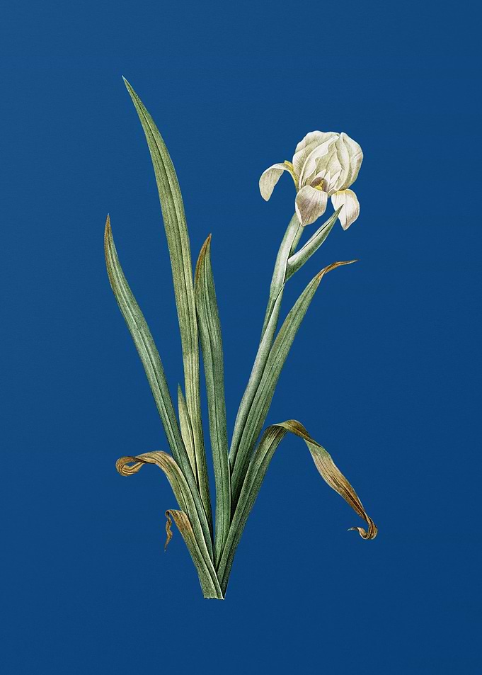 Vintage Crimean Iris