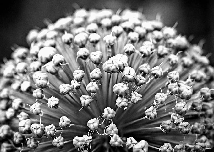 Abstract Onion Plant