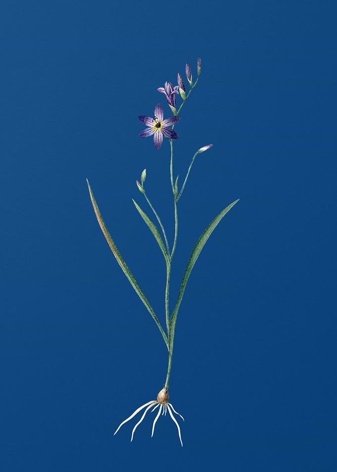Ixia Secunda on Blue