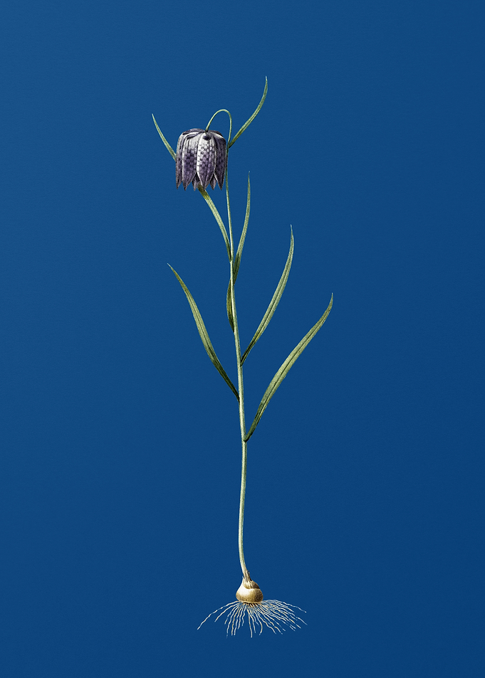 Chess Flower on Blue
