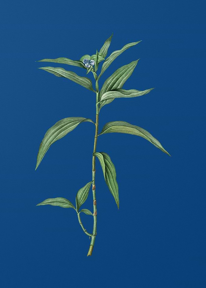 Vintage Dayflower on Blue