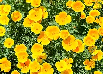 California poppy flowers