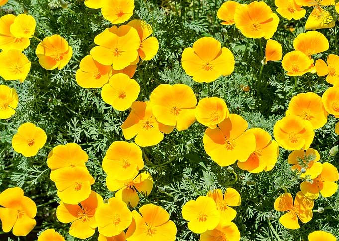 California poppy flowers