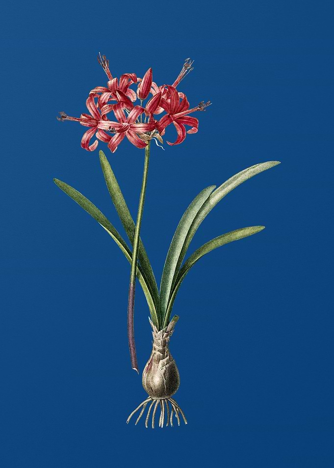 Guernsey Lily