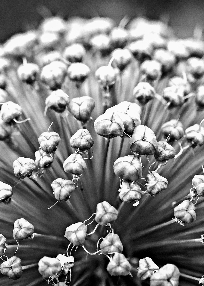 Abstract Onion Flower