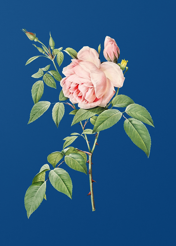 Blooming Fragrant Rosebush