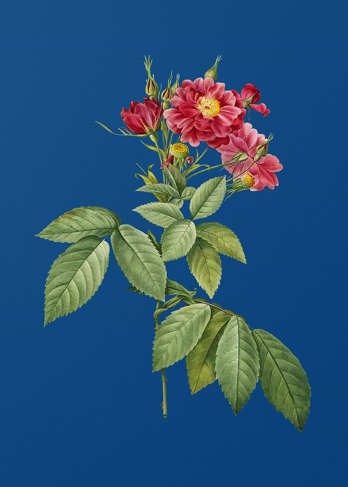 Blooming Boursault Rose