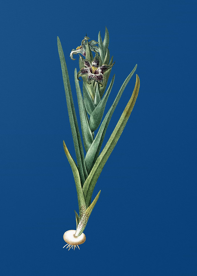 Ferraria on Classic Blue