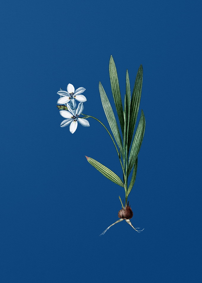 Gladiolus Plicatus on Blue