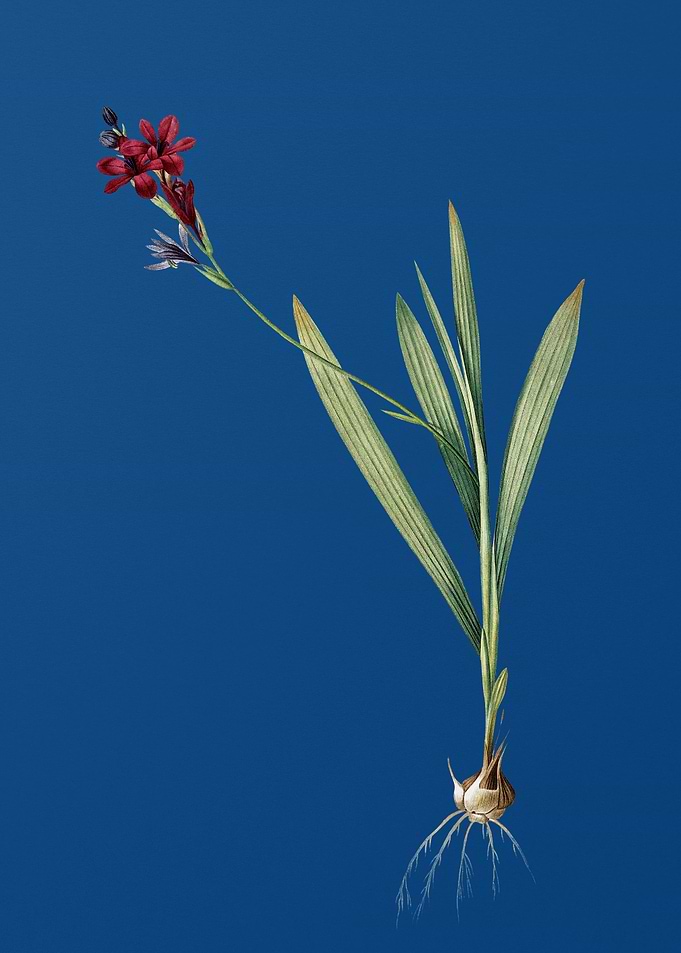 Gladiolus Mucronatus