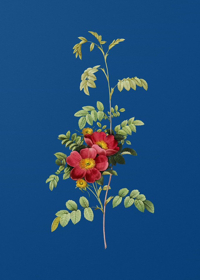 Blooming Alpine Rose