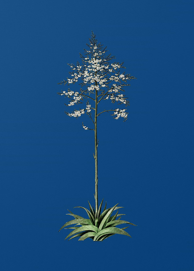 Giant Cabuya on Blue
