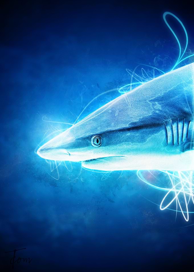 Shark 3