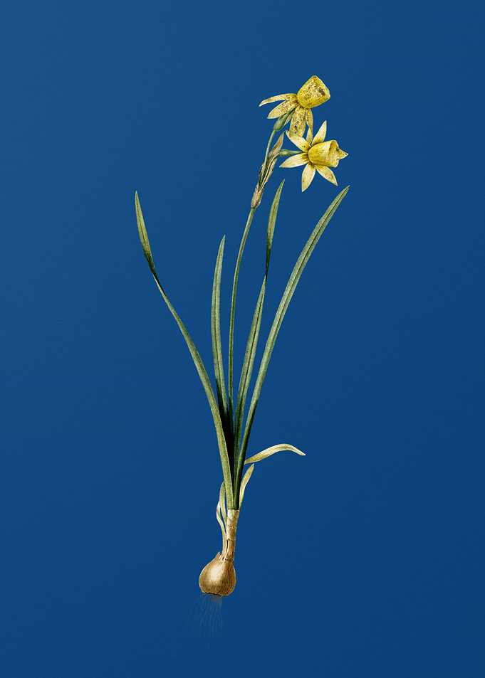 Narcissus Calathinus