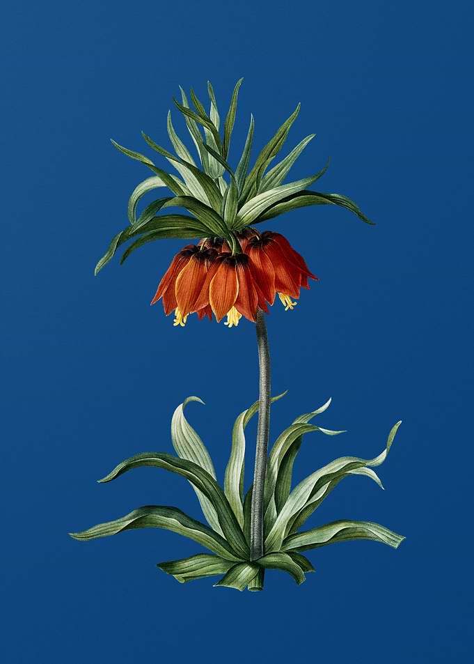 Fritillaries on Blue