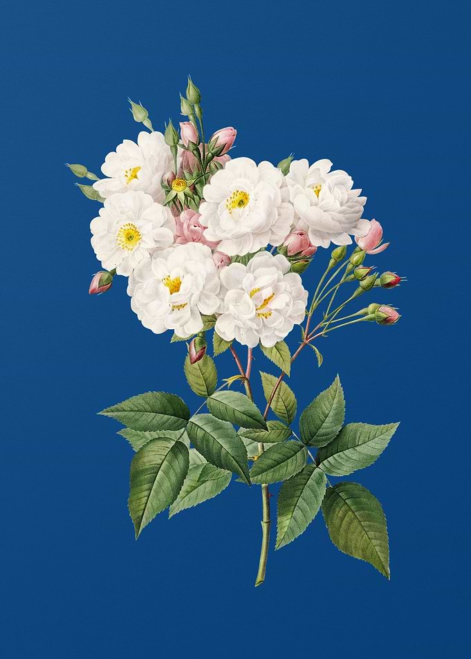 Noisette Roses on Blue