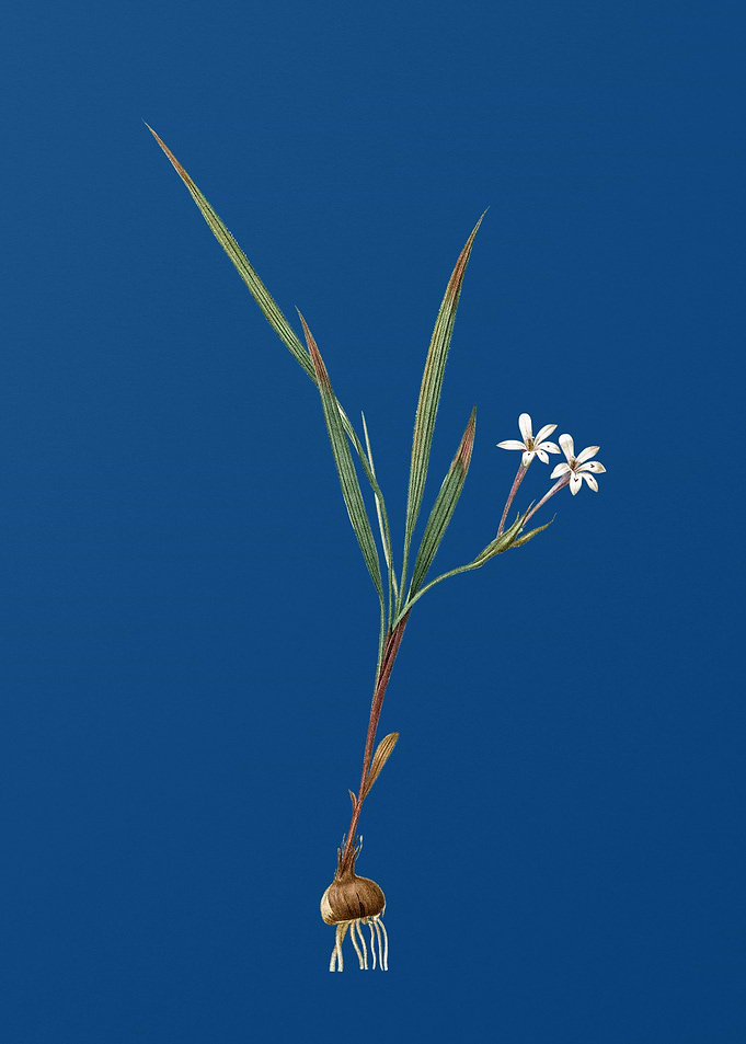 Gladiolus Inclinatus