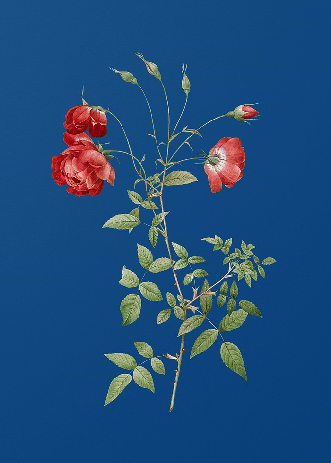 Blooming Red Rose on Blue