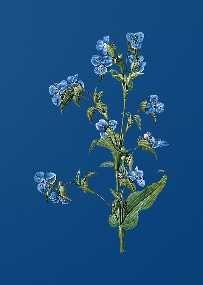 Commelina Tuberosa