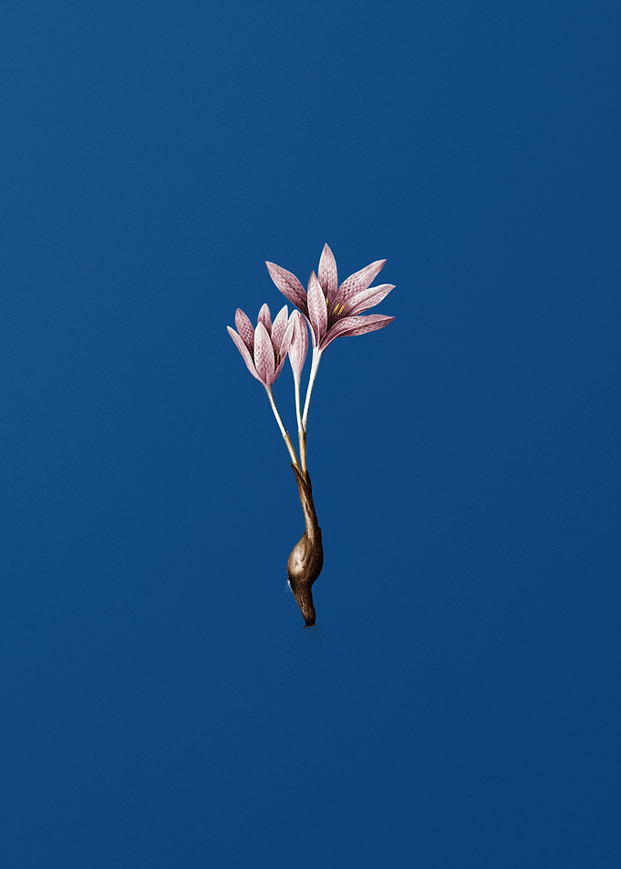 Vintage Autumn Crocus