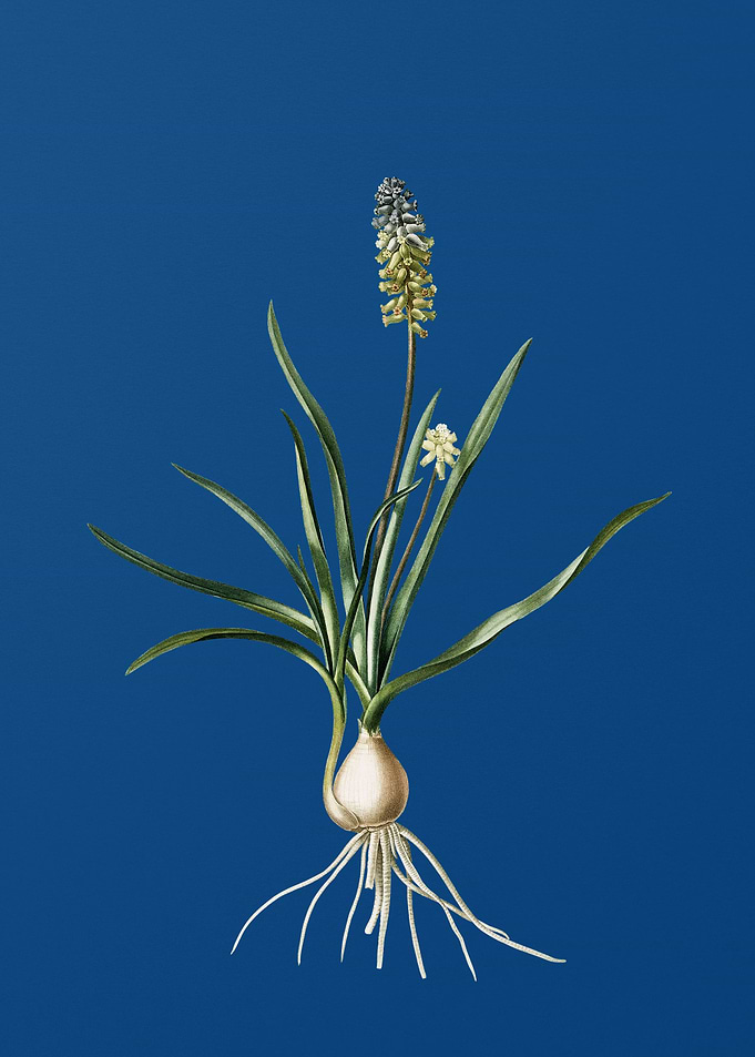 Muscari Ambrosiacum