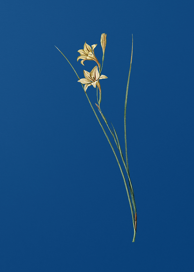 Gladiolus on Classic Blue