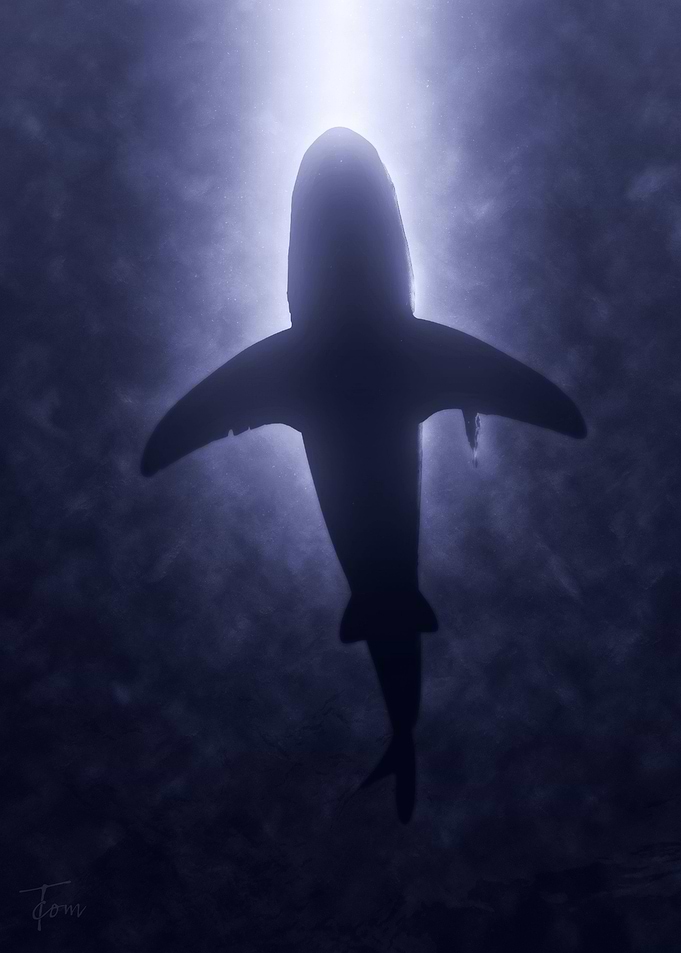 Shark 2