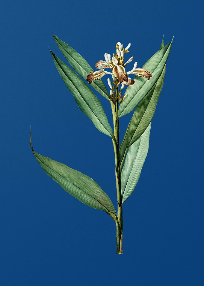 Globba Erecta