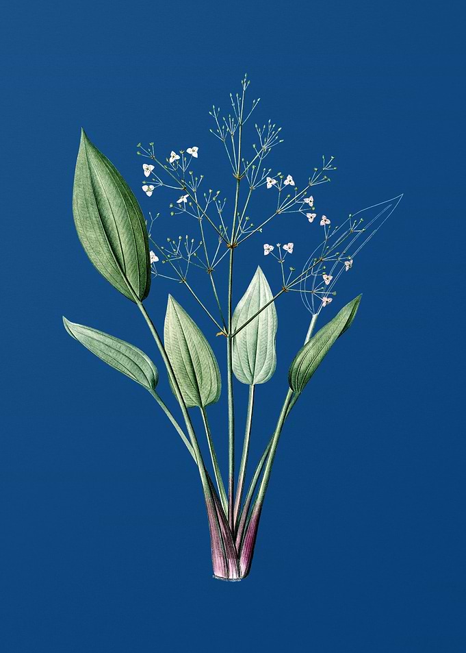 European Water Plantain