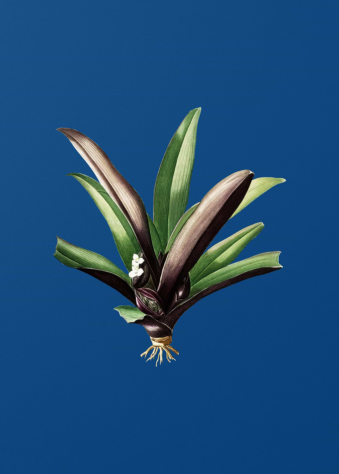 Boat Lily on Classic Blue