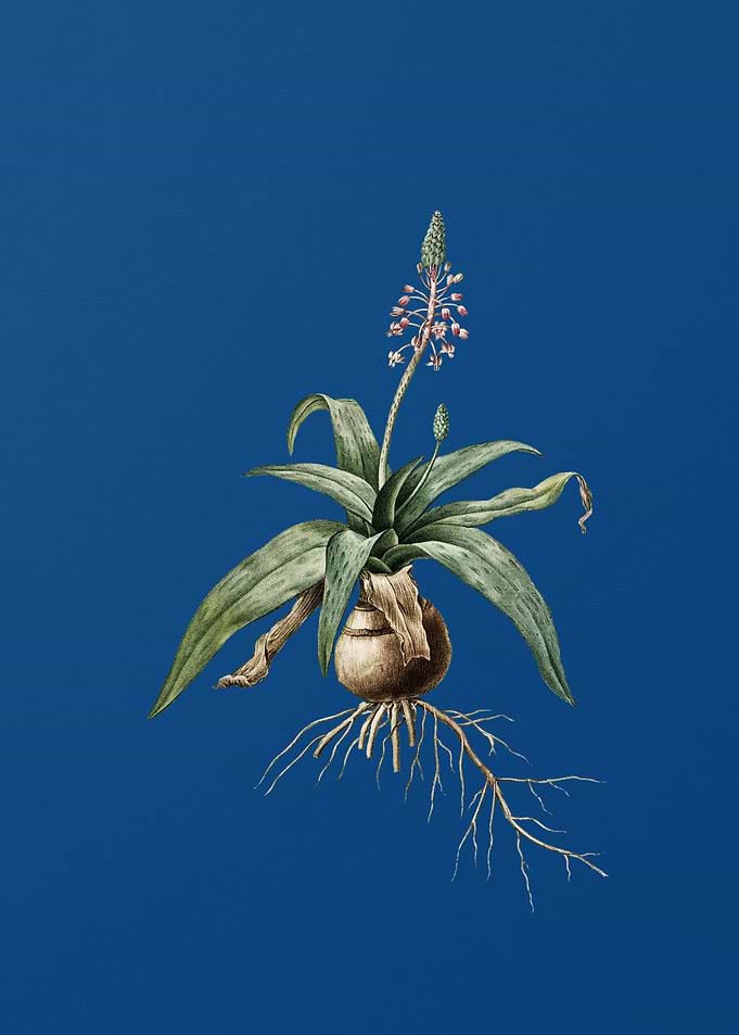Lachenalia Lanceaefolia