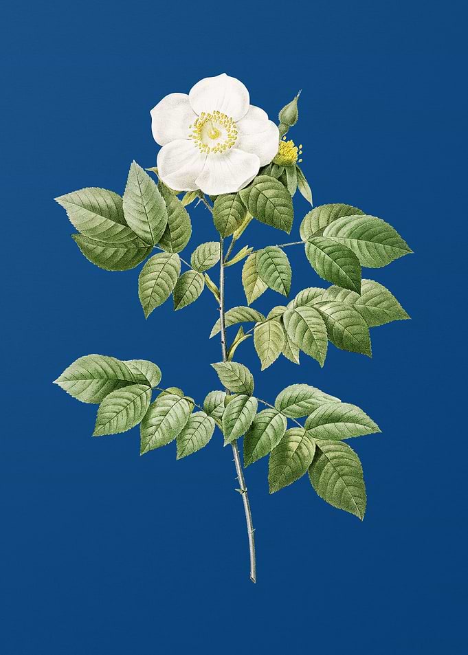 Leschenaults Rose