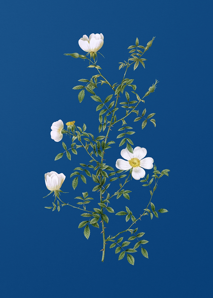 Blooming Hedge Rose