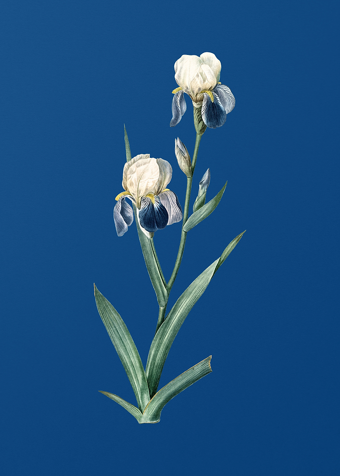 Elder Scented Iris on Blue