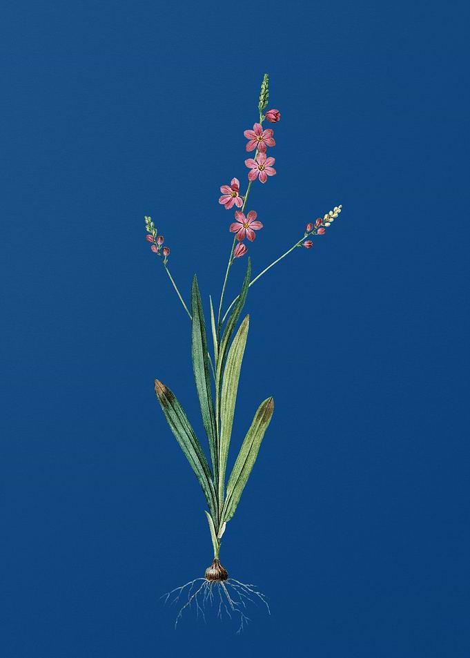 Ixia Scillaris on Blue